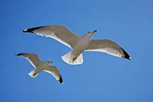 Delawarensis: Ring-billed Gull - Adults in flight
