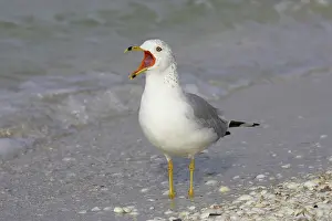 Delawarensis: Ring Billed Gull - calling