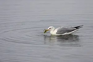 Delawarensis: Ring-Billed Gull with crab