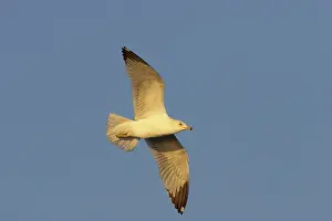 Delawarensis: Ring-Billed Gull - in flight