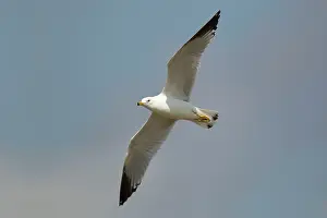 Delawarensis: Ring-billed Gull - in flight