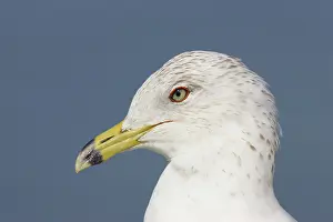 Delawarensis: Ring-Billed Gull - head shot winter plumage