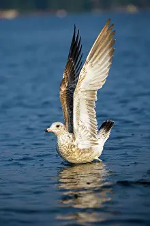 Delawarensis: Ring-billed Gull - Juvenile