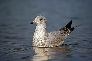 Delawarensis: Ring-billed Gull Juvenile - on lake