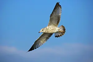 Delawarensis: Ring-billed Gull Juvenile - Soaring