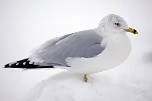 230120: Ring-billed Gull (Larus delawarensis) - New York