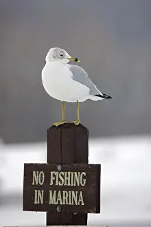 230120: Ring-billed Gull (Larus delawarensis) - New York
