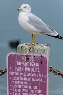 Humour: Ring-billed gull, Larus delawarensis, perched on