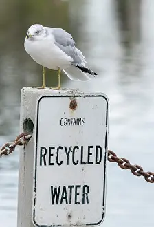 Humour: Ring-billed gull, Larus delawarensis, perched on