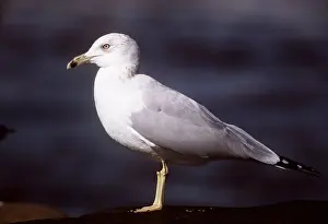 Gulls: RING-BILLED GULL - side profile