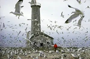 Delawarensis: Ring-Billed Gull Rookery