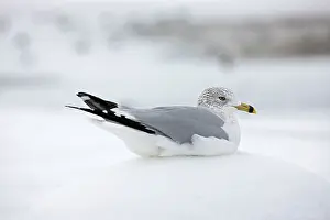 Delawarensis: Ring-billed Gull in snow