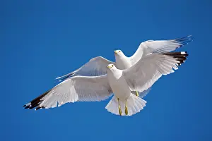 Delawarensis: Ring-billed Gulls - 2 adults soaring - Most commonly