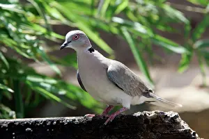 Capicola: Ring-necked Dove