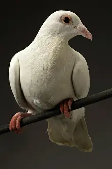 Streptopelia: Ring-necked Dove