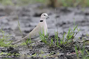 Capicola: Ring-necked Dove ( Ring-necked Cape Turtle Dove )