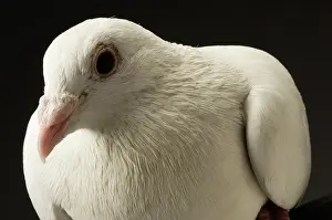 Streptopelia: Ring-necked Dove (Streptopelia capicola)