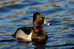Collaris: Ring-necked Duck