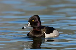Collaris: Ring-necked Duck