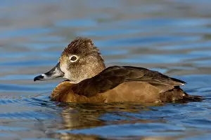 Collaris: Ring-necked Duck