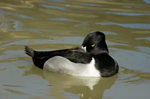 Collaris: Ring-necked Duck
