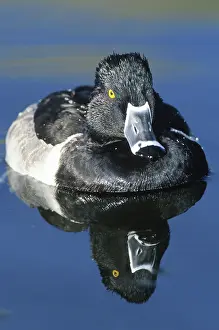 Collaris: Ring-necked Duck