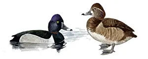 Aythya: Ring-necked Duck