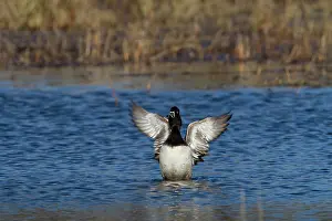 Collaris: Ring-necked Duck (Aythya collaris)