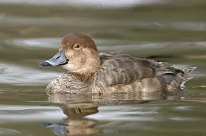 Aythya: Ring-necked Duck (Aythya collaris) female, Texas, USA, North