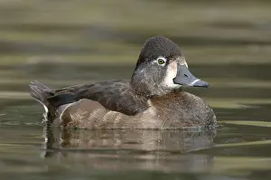 Aythya: Ring-necked Duck (Aythya collaris) female