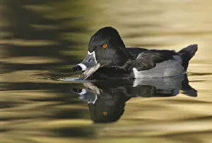 Aythya: Ring-necked Duck (Aythya collaris) male