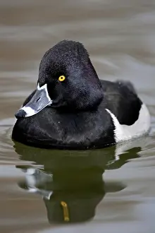 Collaris: Ring-Necked Duck Drake