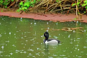 Collaris: Ring-necked Duck - drake in rain