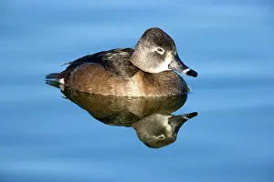 Collaris: Ring-necked duck - female