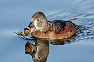 Shellfish: Ring-necked Duck Hen feeding