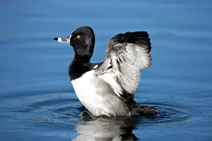 Collaris: Ring-necked duck - male