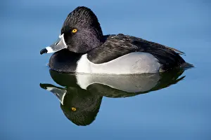 Collaris: Ring-necked duck - male
