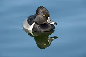 Collaris: Ring-necked duck - male