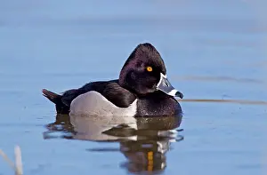 Collaris: Ring-necked Duck - male