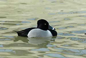 Collaris: Ring-Necked Duck Male