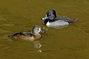 Collaris: Ring-necked duck pair