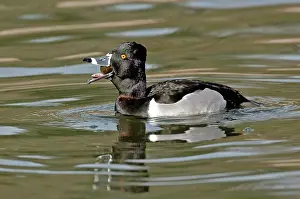 Shellfish: Ring-necked Duck swallowing snail