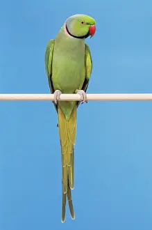 Krameri: Ring-necked PARAKEET