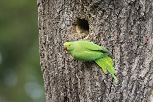 Entrance: Ring-necked Parakeet