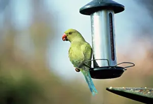 Krameri: Ring-necked Parakeet - on bird feeder