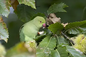 Krameri: Ring Necked Parakeet - Female Eating Sweet Chestnut