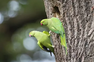 Entrance: Ring-necked Parakeet pair