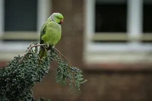 Windows: Ring-necked Parakeet (Psittacula krameri) in a