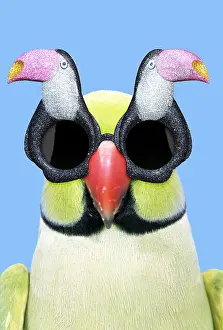 110418: Ring-necked Parakeet wearing Toucan sunglasses