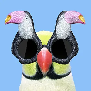110418: Ring-necked Parakeet wearing Toucan sunglasses
